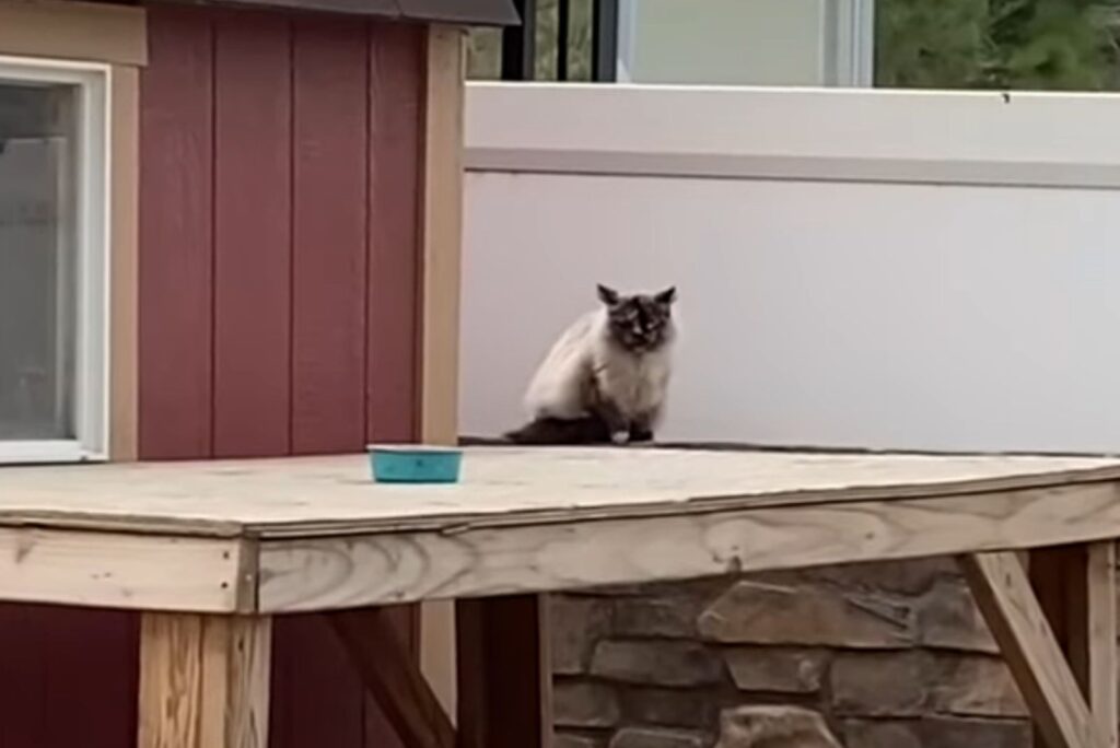 cat sitting on a wooden terrace
