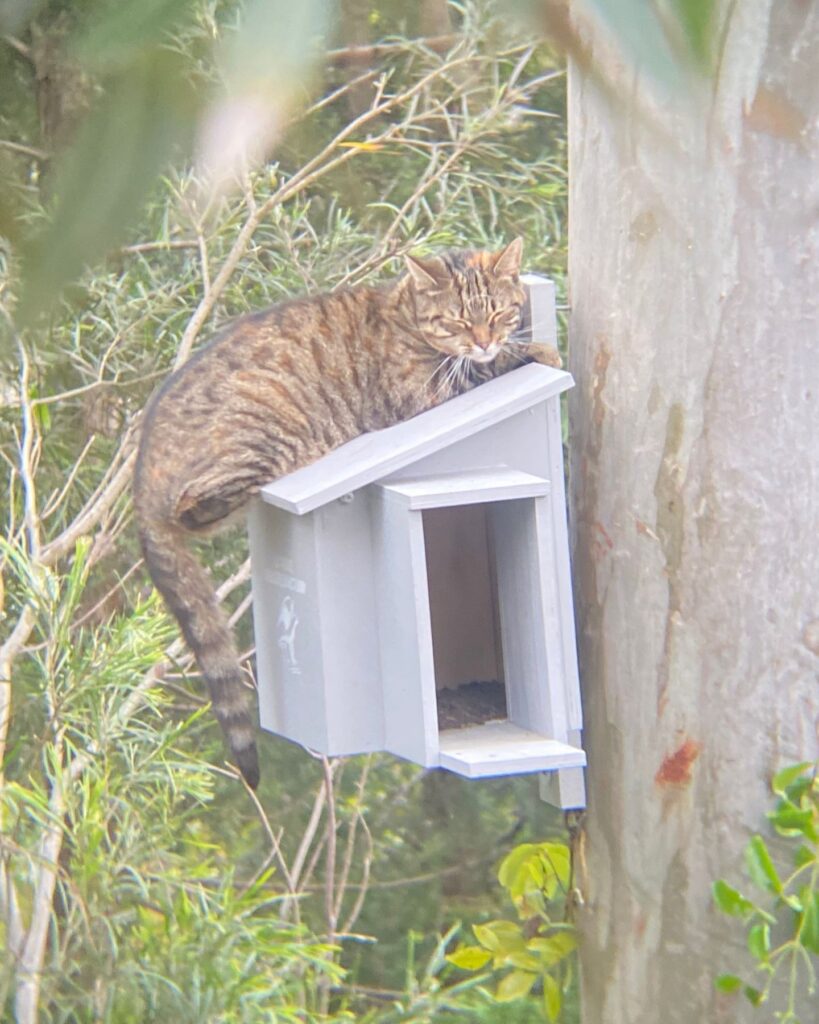 cat sitting on a wooden treehouse
