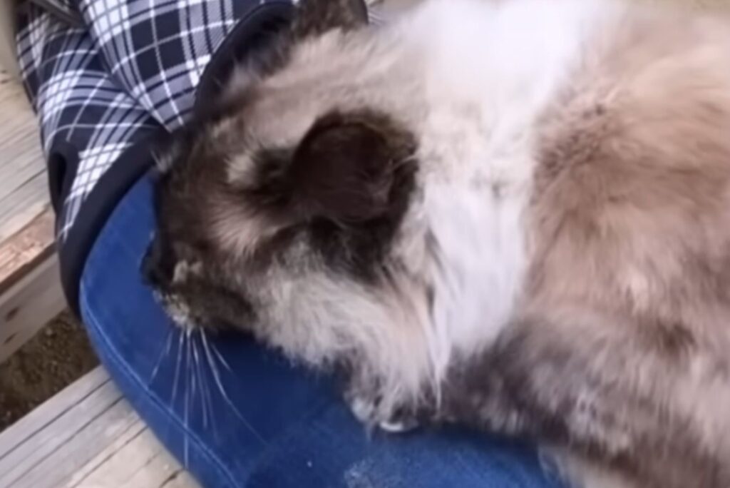 cat sleeping at woman's feet