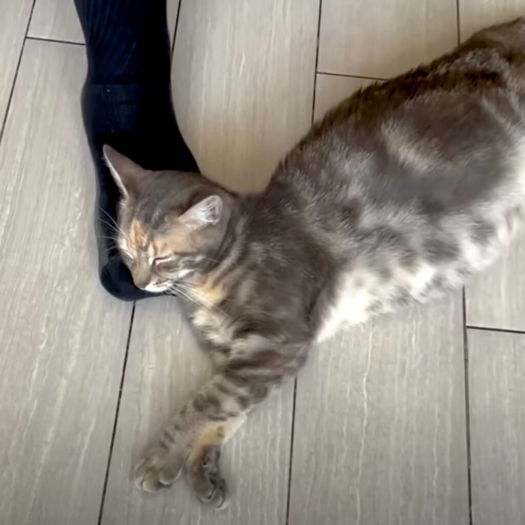 cat sleeping leaning on man's foot