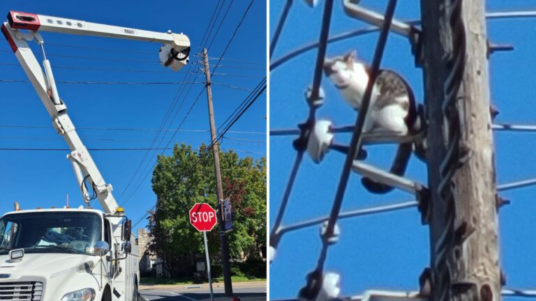 Cat Stranded On Utility Pole Sparks Power Outage In Pennsylvania And A Dramatic Rescue Unfolds
