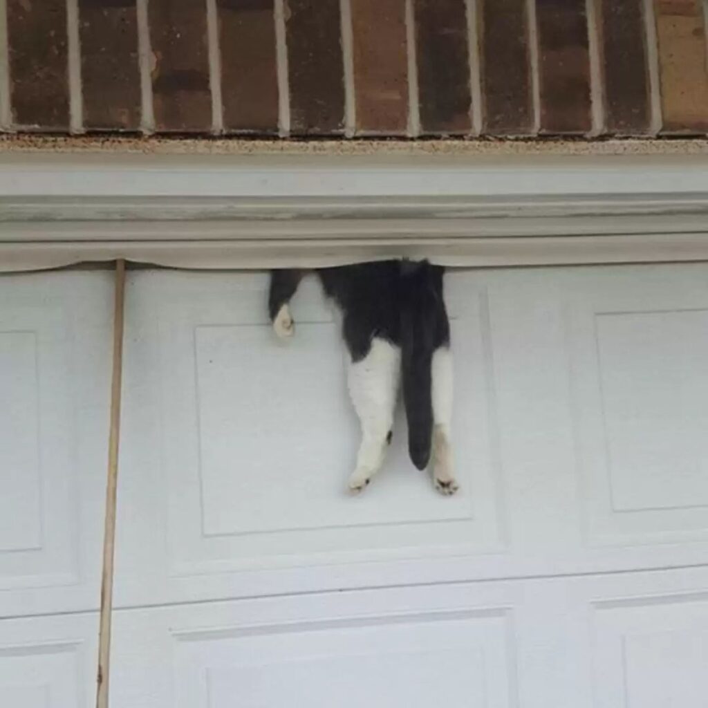 cat stuck in the door