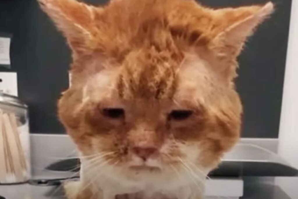 cat with a lowered gaze