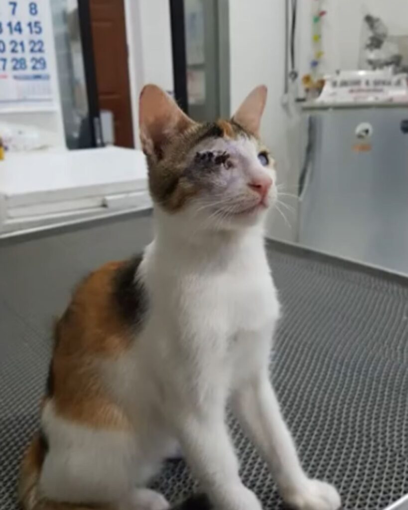 cat with an injured eye