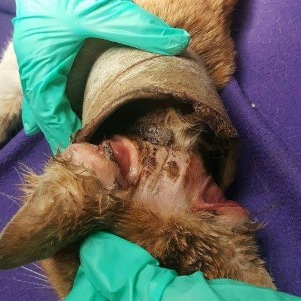 cat with an open wound around its neck