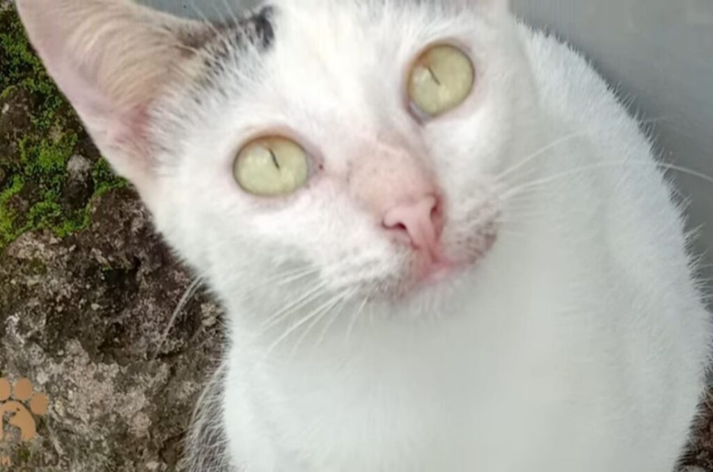 cat with bright yellow eyes