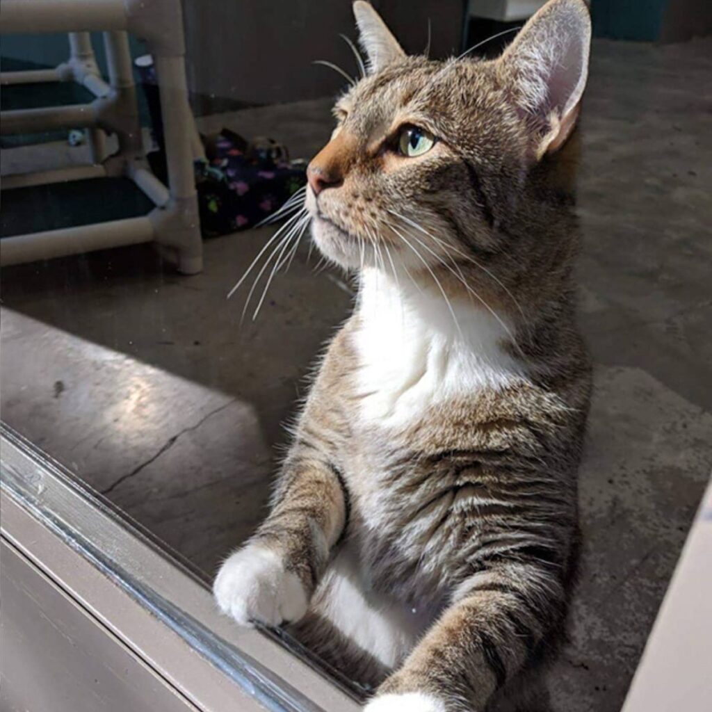 cat with epodigal paws on the window