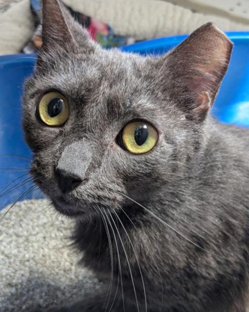 cat with yellow eyes