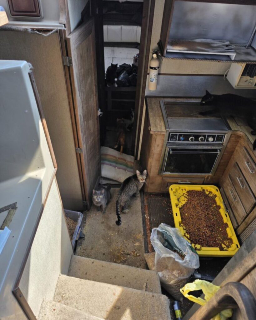 cats on a boat next to food