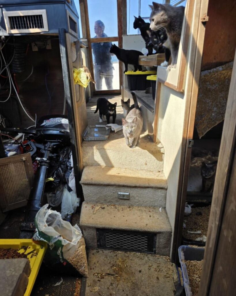 cats on the boat on the stairs