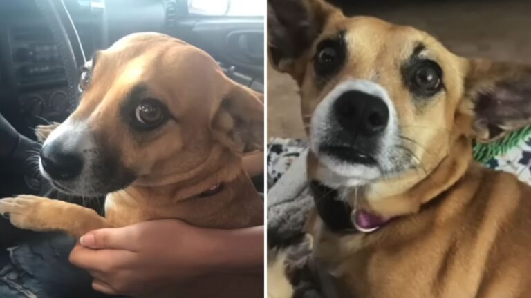 Virginia Woman Rescues Chained Backyard Puppy Who Leads Her To Amazing Discovery