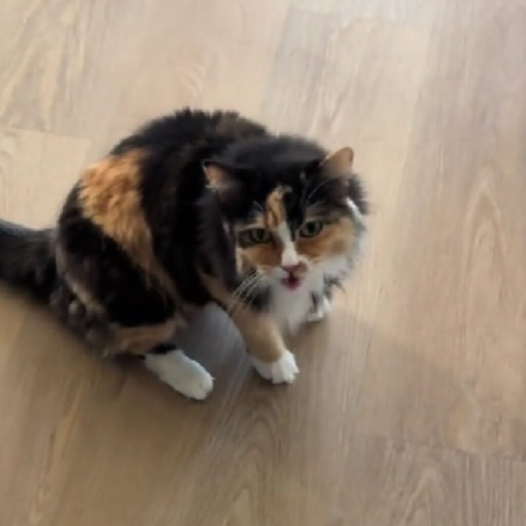 colorful cat on laminate