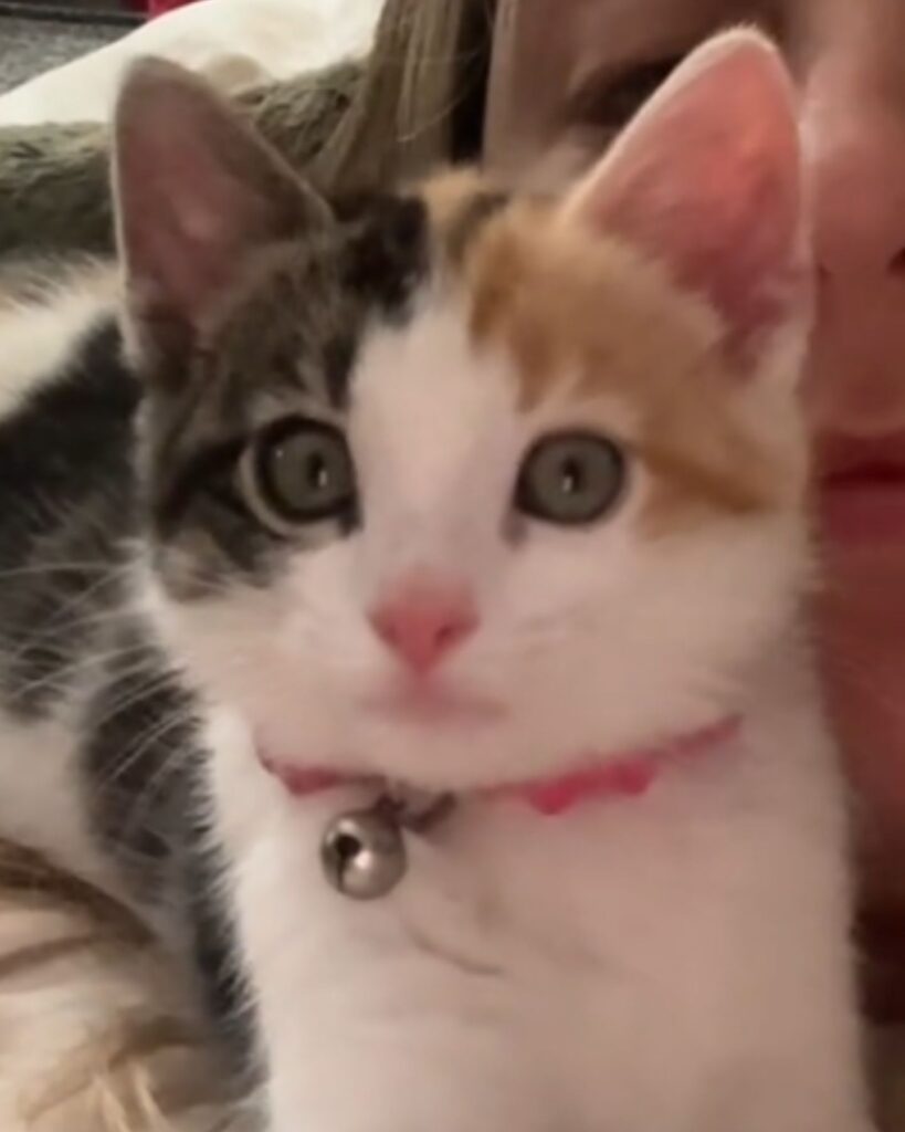 colorful kitten with beautiful eyes