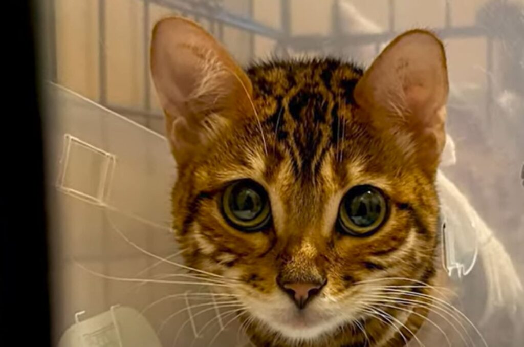 confused cat with collar