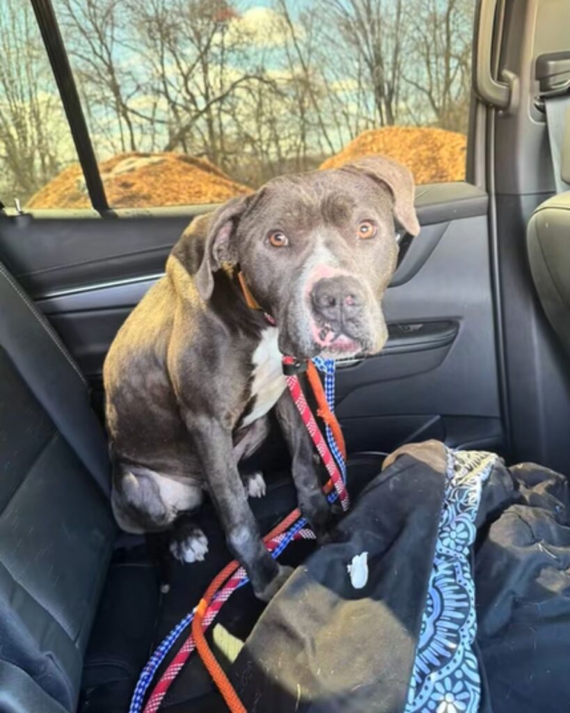 confused dog in the car