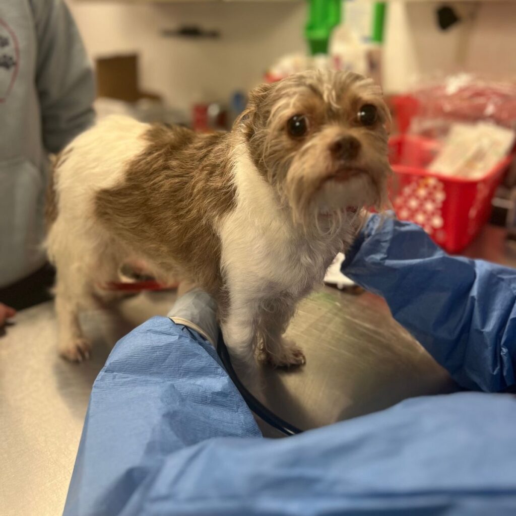 confused puppy standing on the table