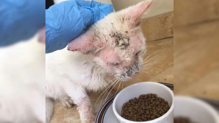 Florida Cat Blinded By Mange Finally Opens His Eyes And Stuns Everyone