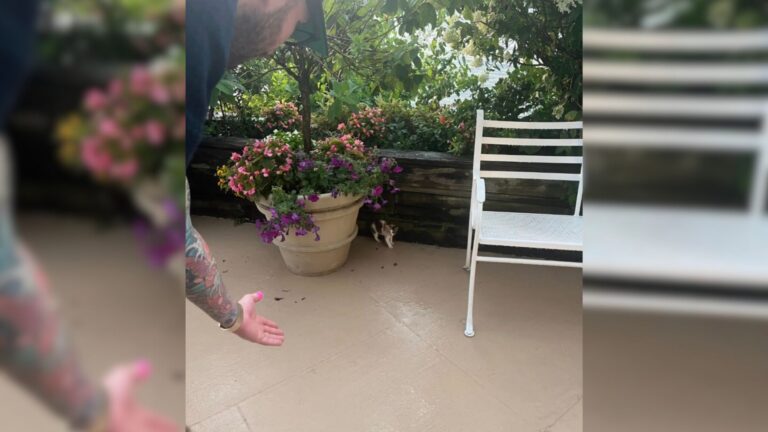 New York Couple Goes To Wedding Venue And Comes Home With Little Addition They Never Expected