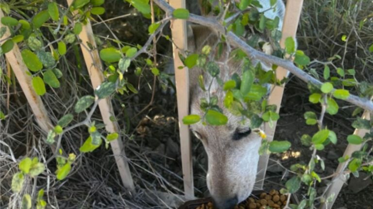 Arizona Woman Spots “Coyote” On Her Patio And Quickly Realizes Something Isn’t Right