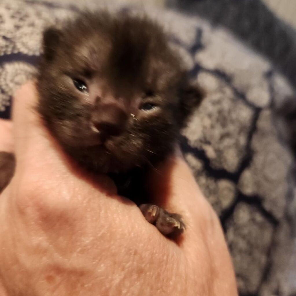 crying black kitten