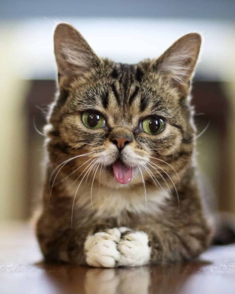 cute cat sticking out its tongue