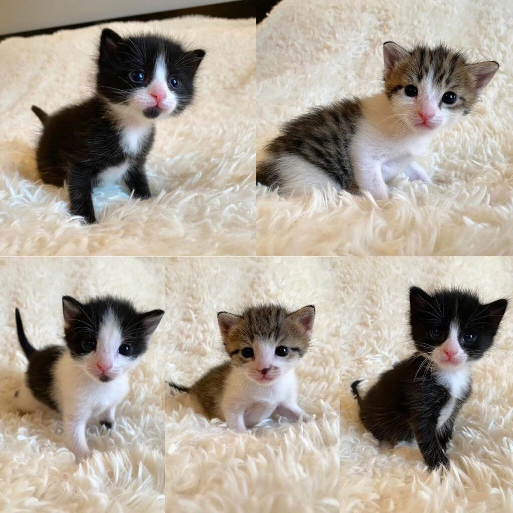 cute kittens are watching