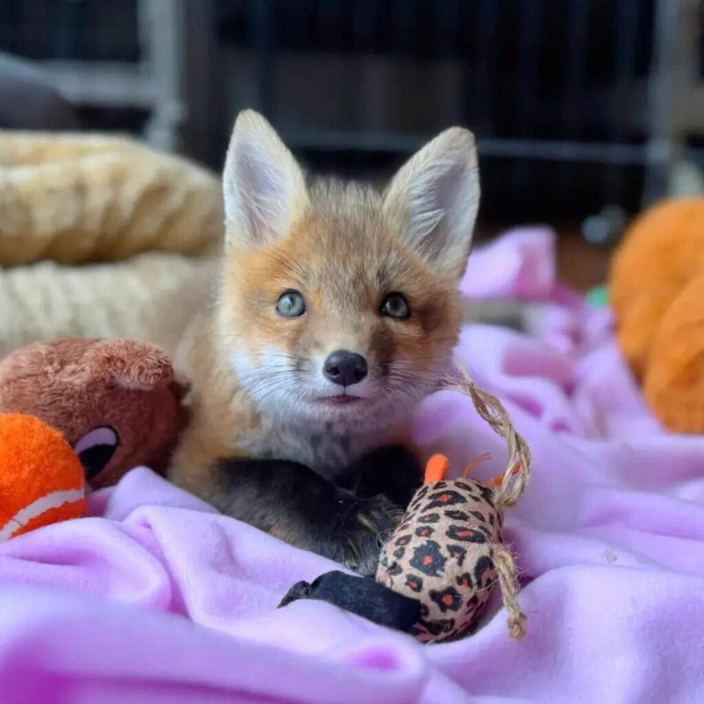 cute little fox