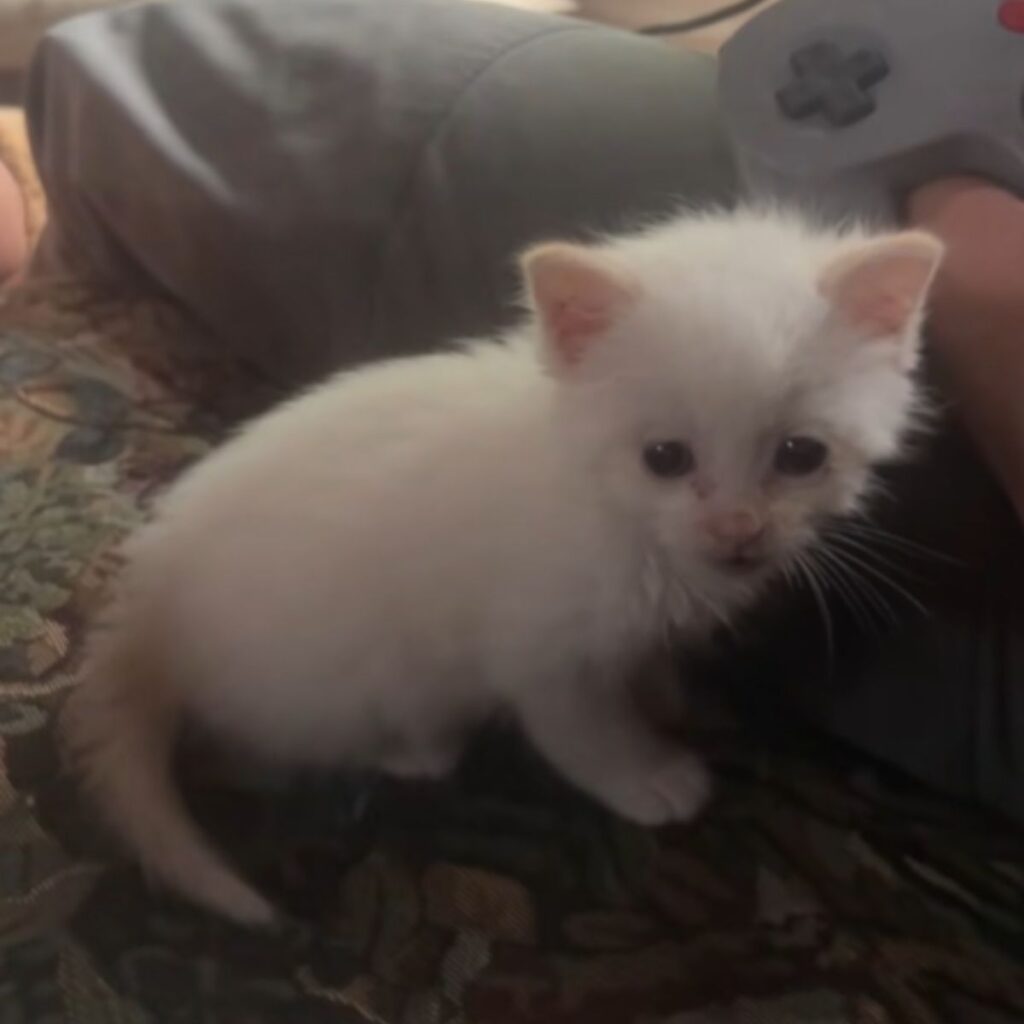 cute white kitten