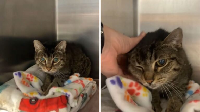 After 14 Years Of Love, Cat Ends Up In Illinois Shelter Wondering If She’ll Get One More Chance