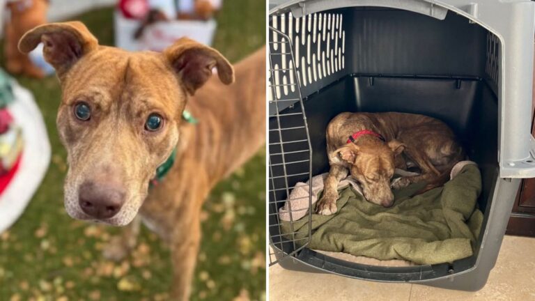 Rescuers Find A Lost Dog In Hawaii And Their Hearts Break Once They Realize His Struggle