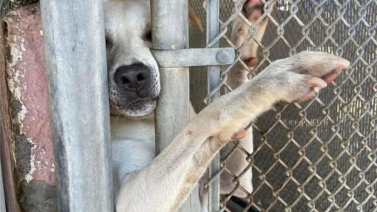 Alabama Shelter Dog Kept Reaching His Paw Out To Visitors Until Someone Finally Reached Back