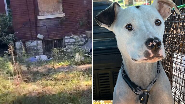Starving Dog Chained To Empty House In Missouri Waited Too Long But His ‘Angel’ Finally Arrived