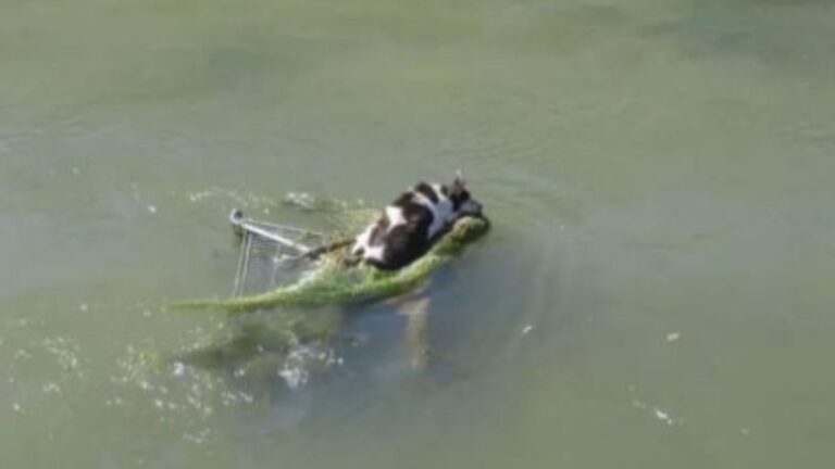 Passerby Spots A Shopping Cart In Fast Water In Arizona, Then Sees A Tiny Life Clinging To It