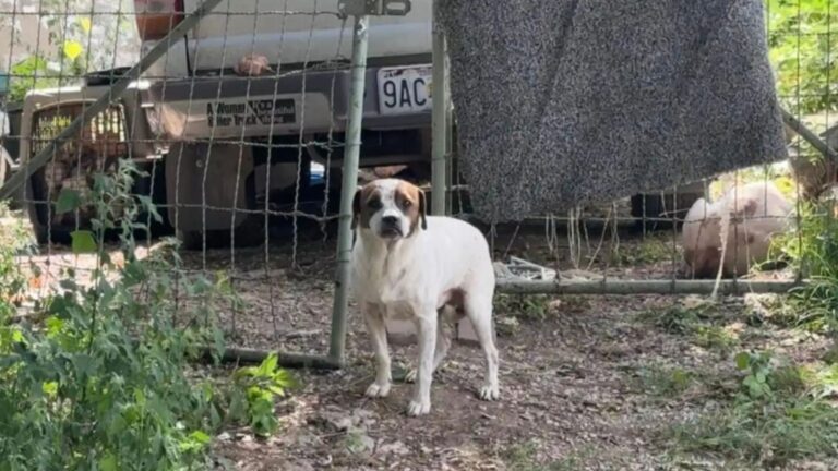Dog Family Dumped In Missouri Alley Waited For Someone To Lend A Helping Hand, Then Someone Did