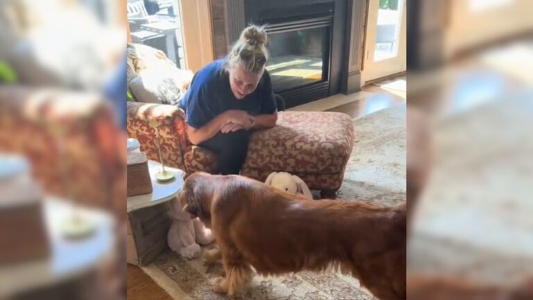Injured Pup From New York Gets The Sweetest Recovery Gift From Grandma And Internet Is Hooked