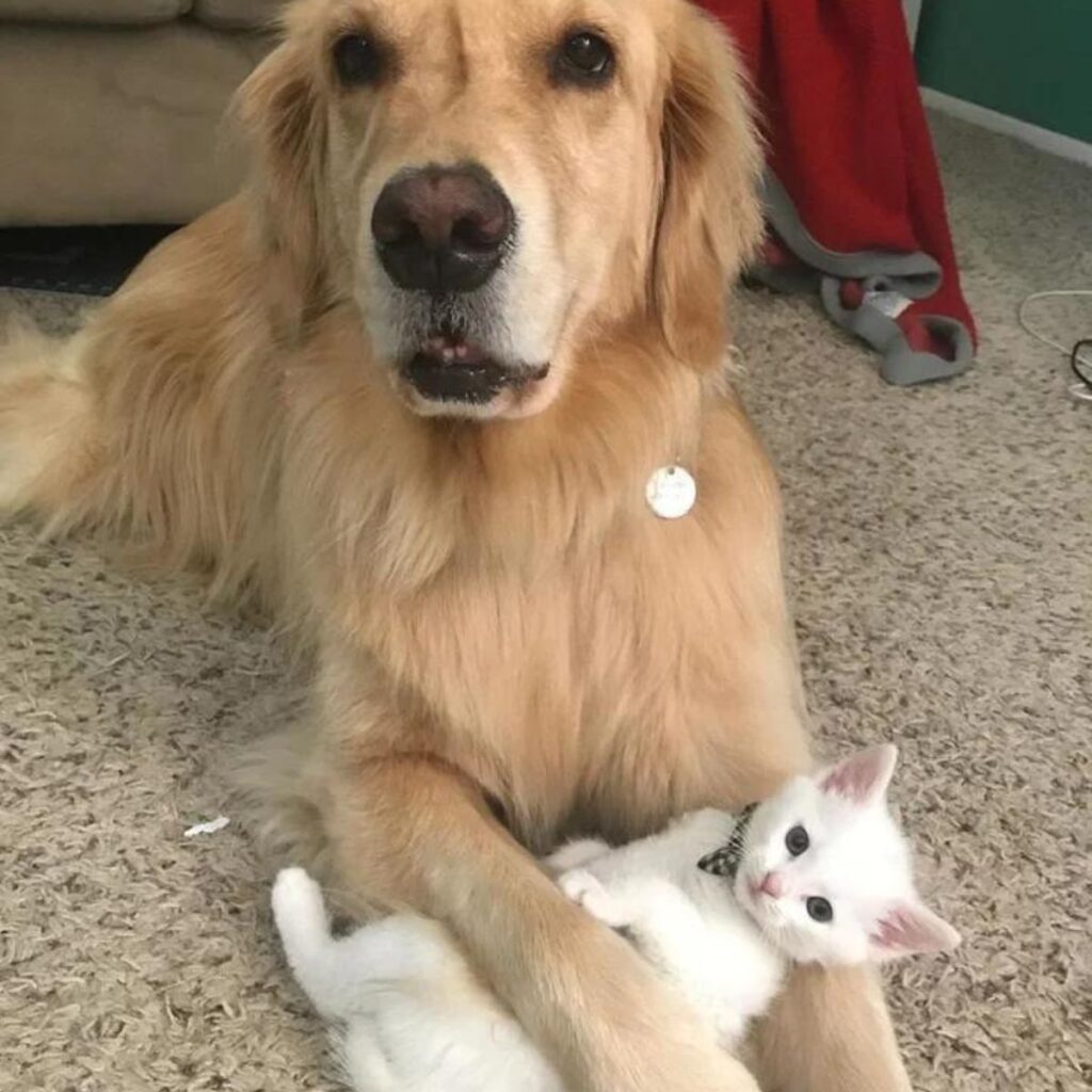 dog hugs white kitten with paw