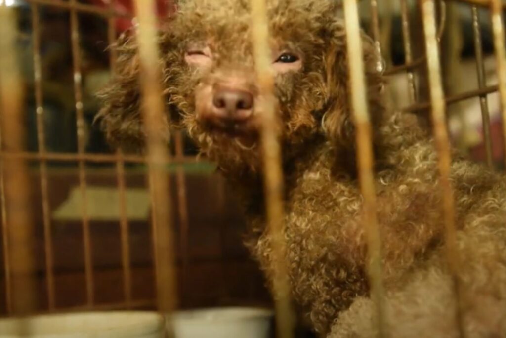 dog in a cage with one eye closed