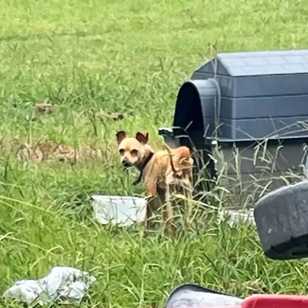 dog in front of the cage