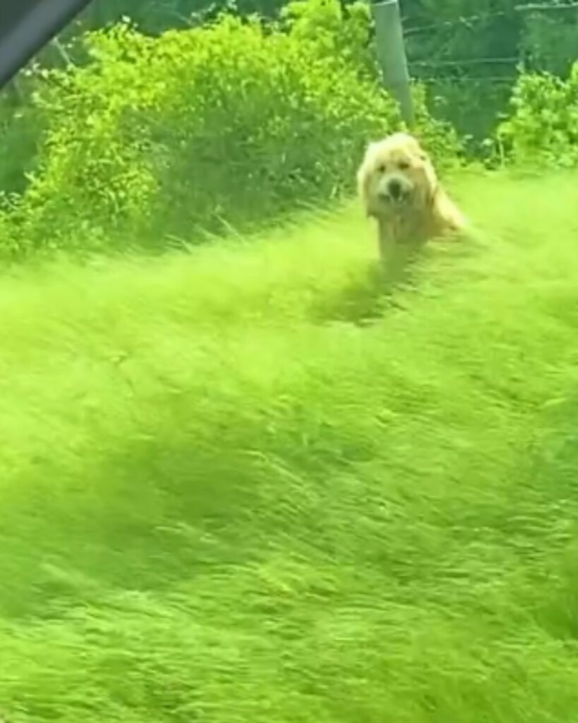 dog in the green grass