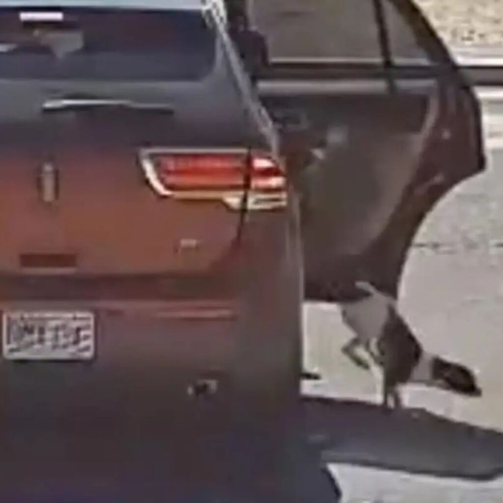 dog jumps out of vehicle