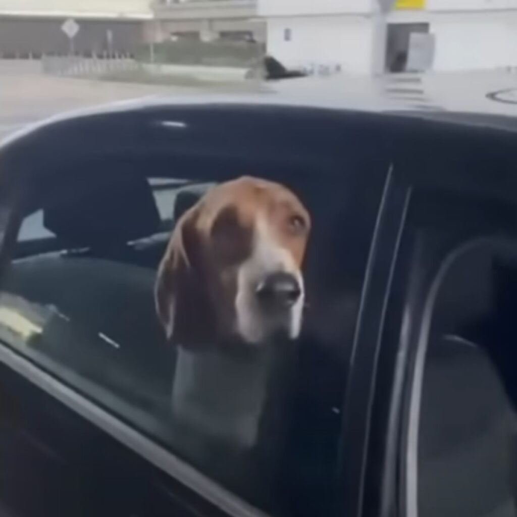 dog looking out the car window