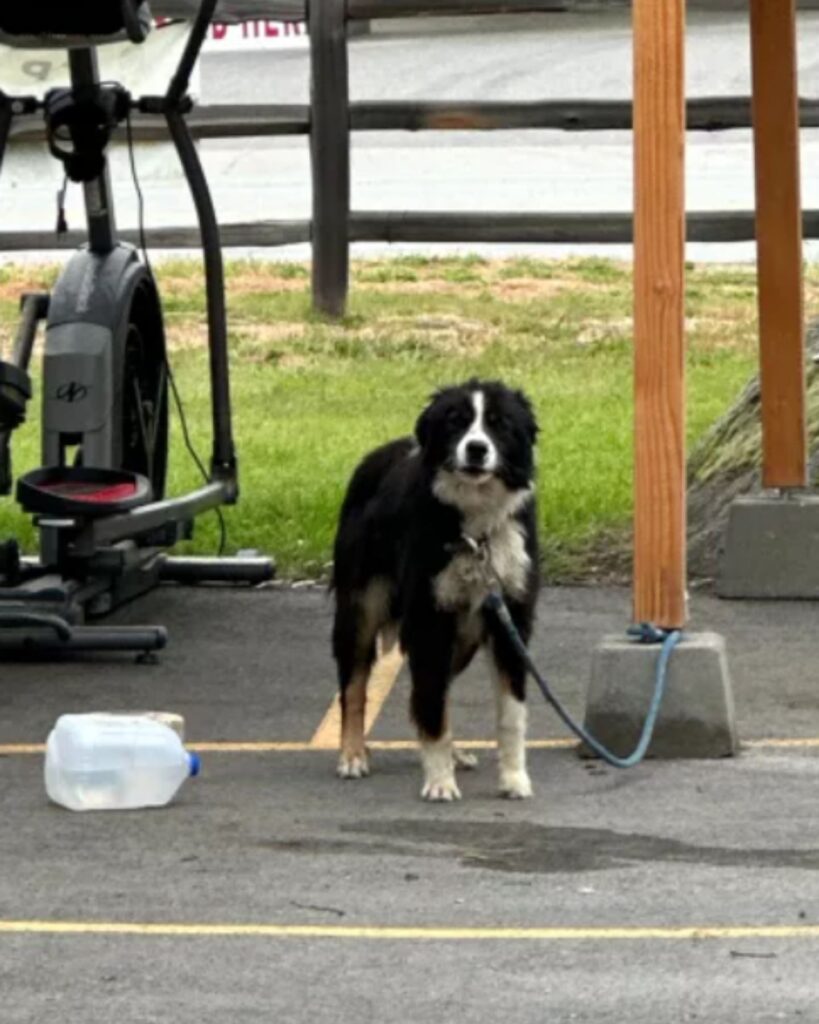 dog on a leash tied to a pole