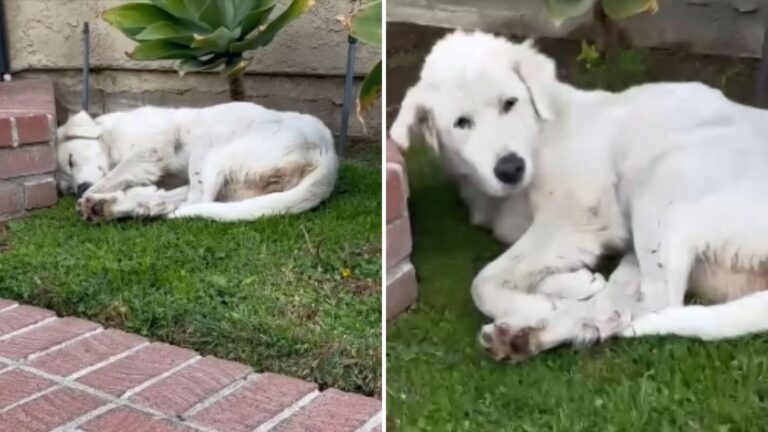 California Woman Finds A Beautiful Dog Sleeping On Her Lawn And Makes A Heartbreaking Discovery