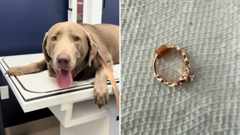 Florida Vet Solves Missing Engagement Ring Case In The Funniest Way Possible
