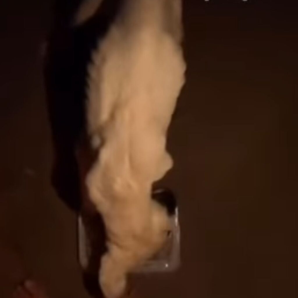 dog with a bag on its head