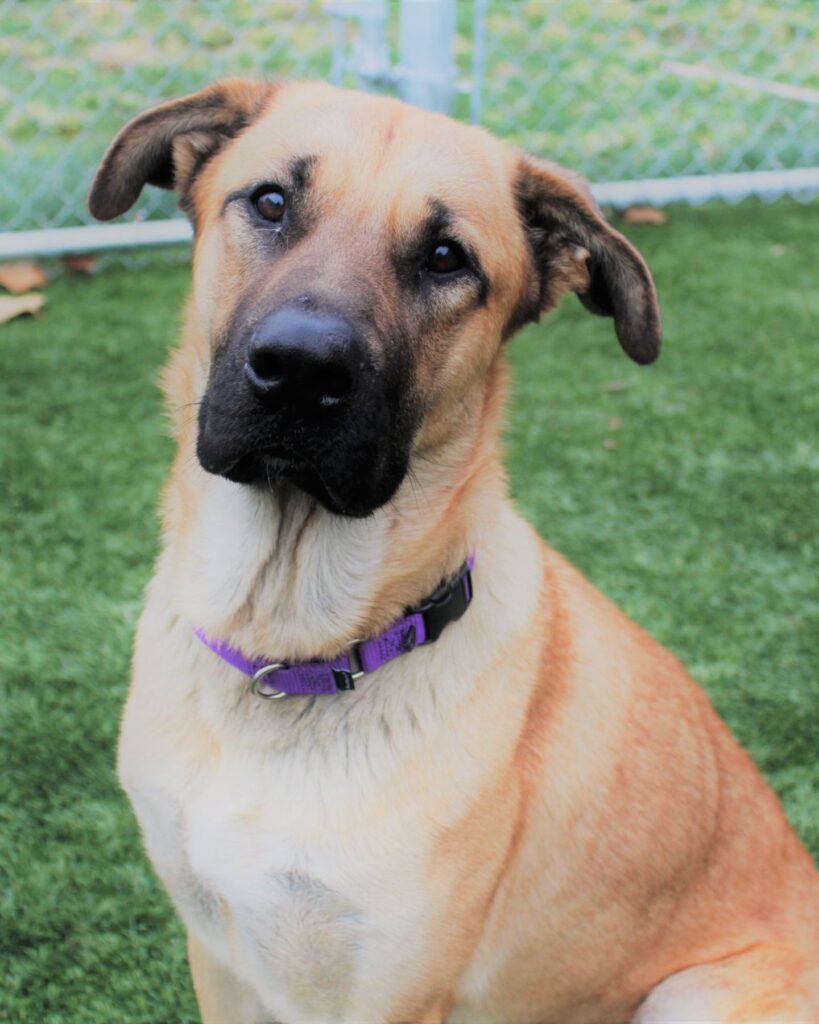 dog with burgundy collar
