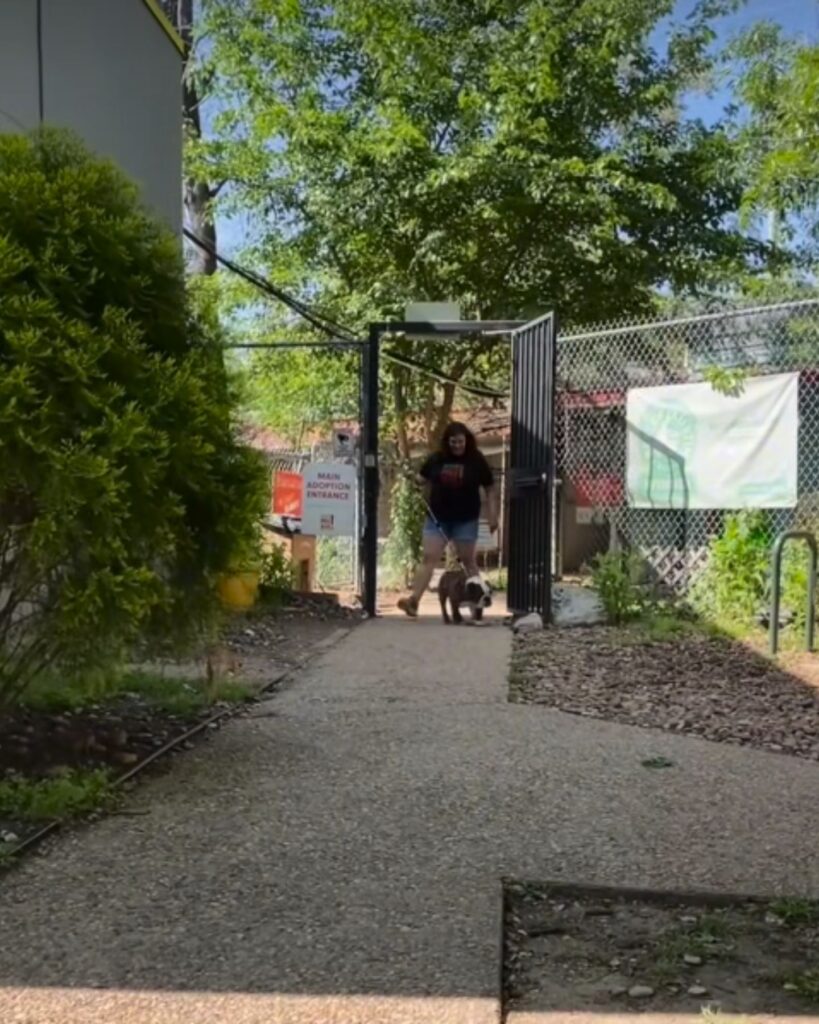 dog with girl on a walk