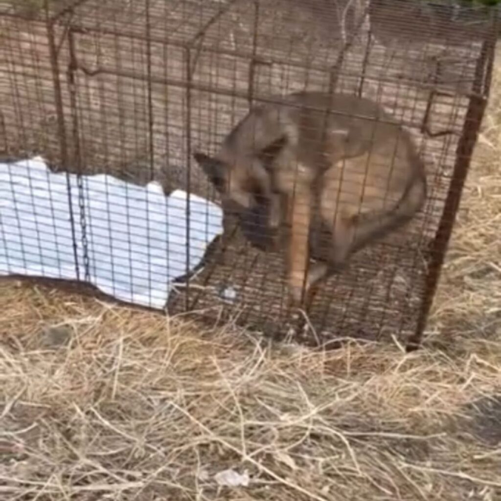 dog with head down in cage