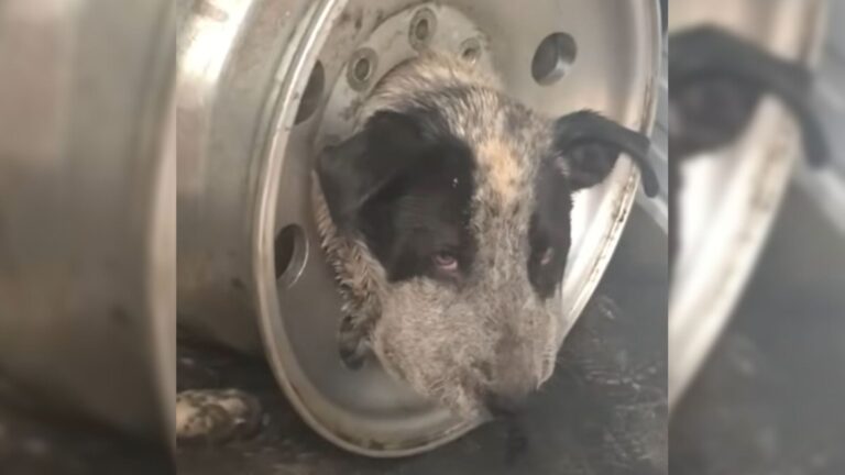 Helpless Dog Found Near Texas Rodeo Trapped And Terrified With Tire Rim Around His Neck