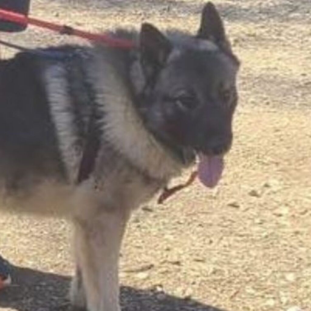 dog with tongue out on leash